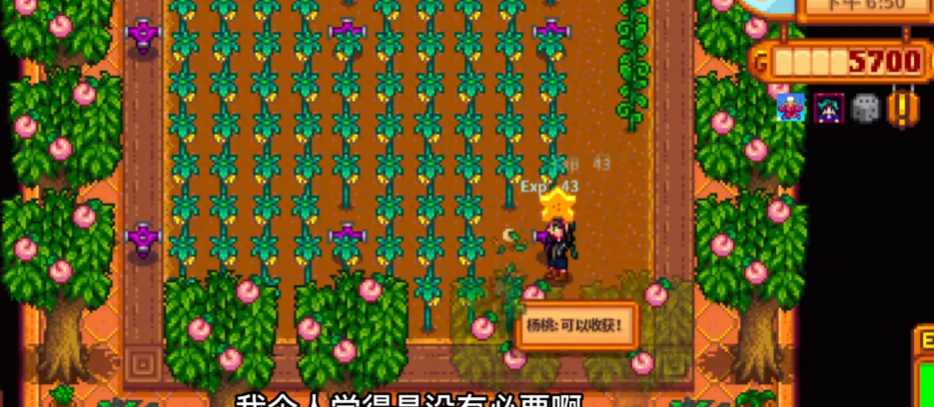 星露谷物语杨桃怎么卖最赚钱 星露谷物语杨桃怎么卖最赚钱