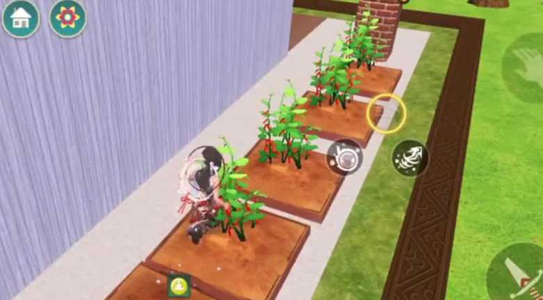 创造与魔法苗圃种的东西怎么收获